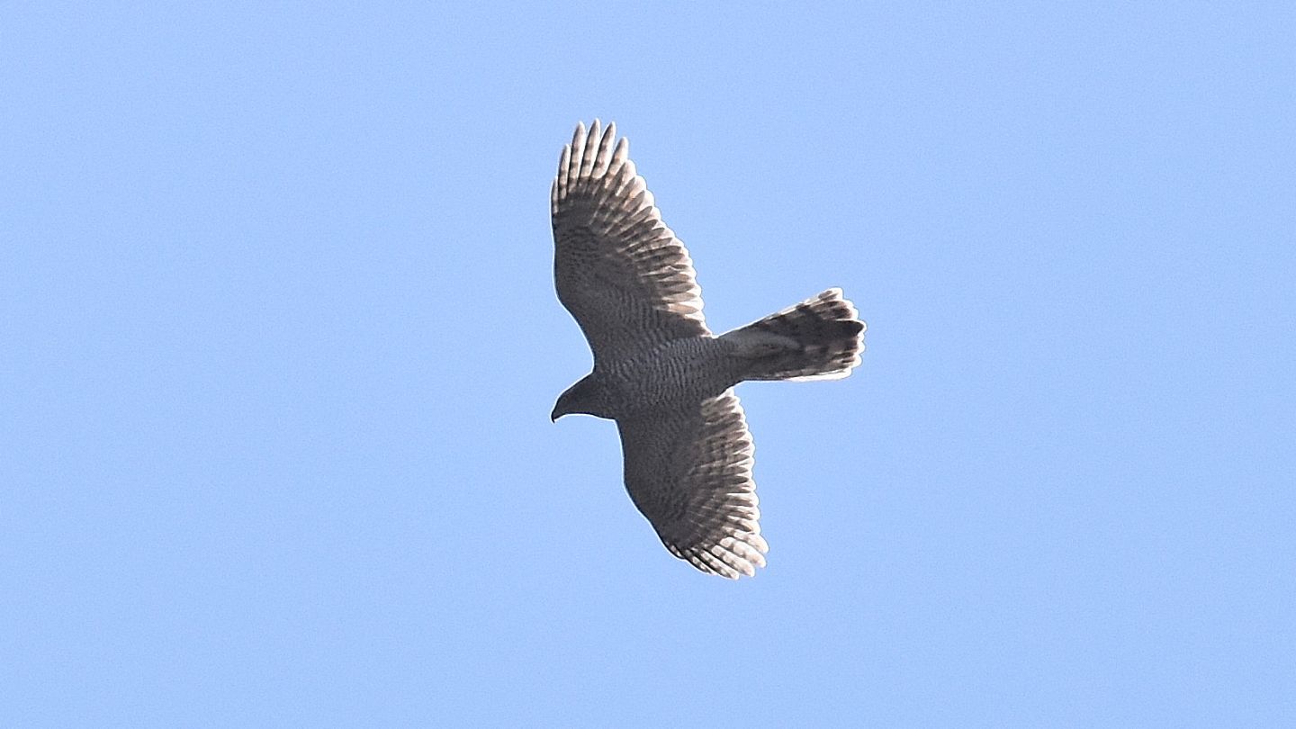 Astore (Accipiter gentilis)