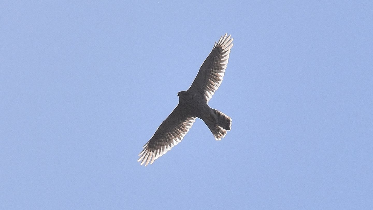 Astore (Accipiter gentilis)