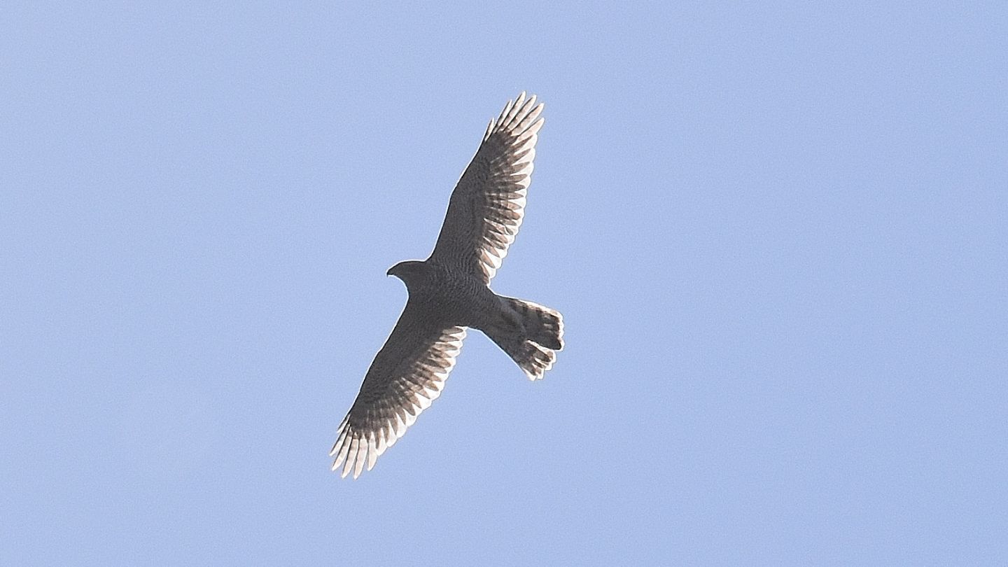Astore (Accipiter gentilis)