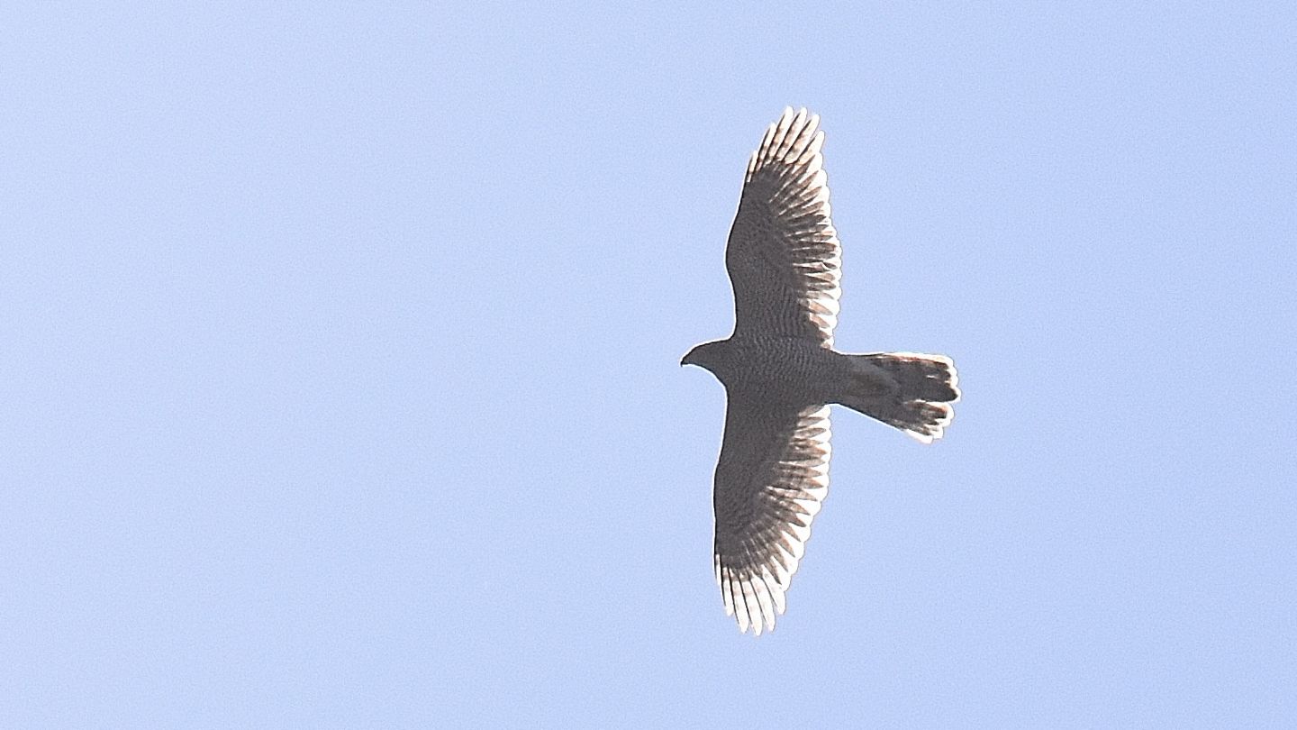 Astore (Accipiter gentilis)