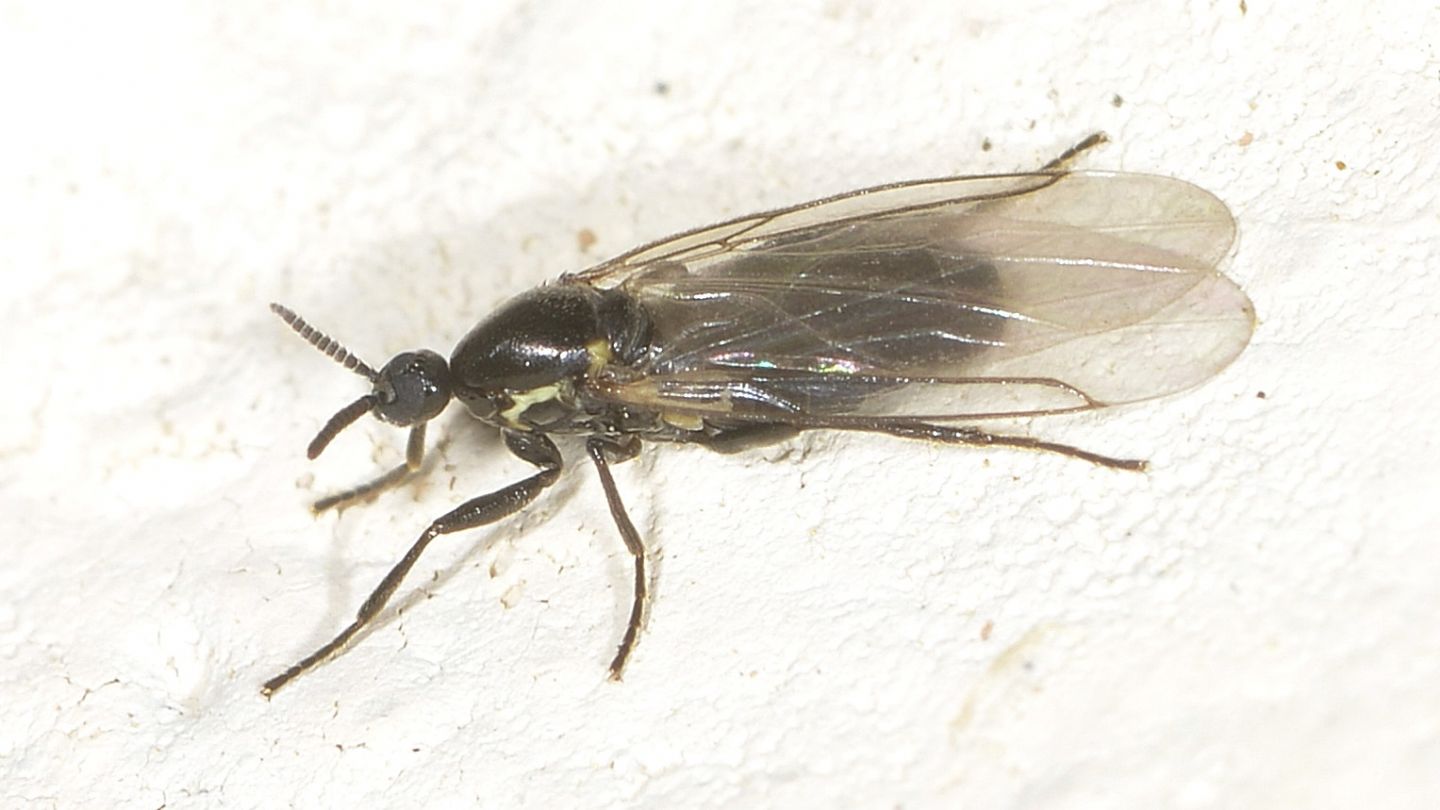 Scatopsidae  ?  S, Scatopse cfr. notata