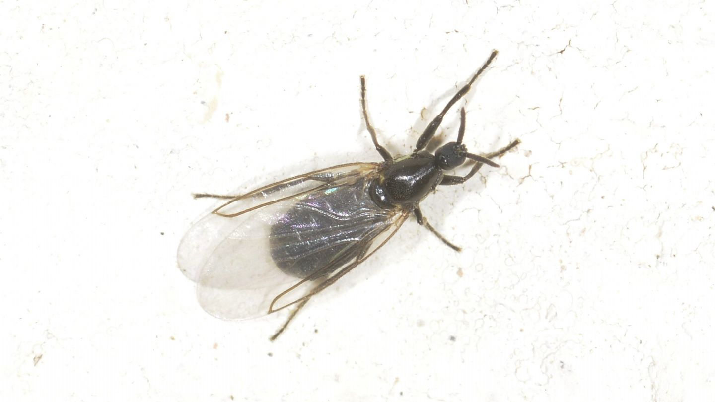 Scatopsidae  ?  S, Scatopse cfr. notata