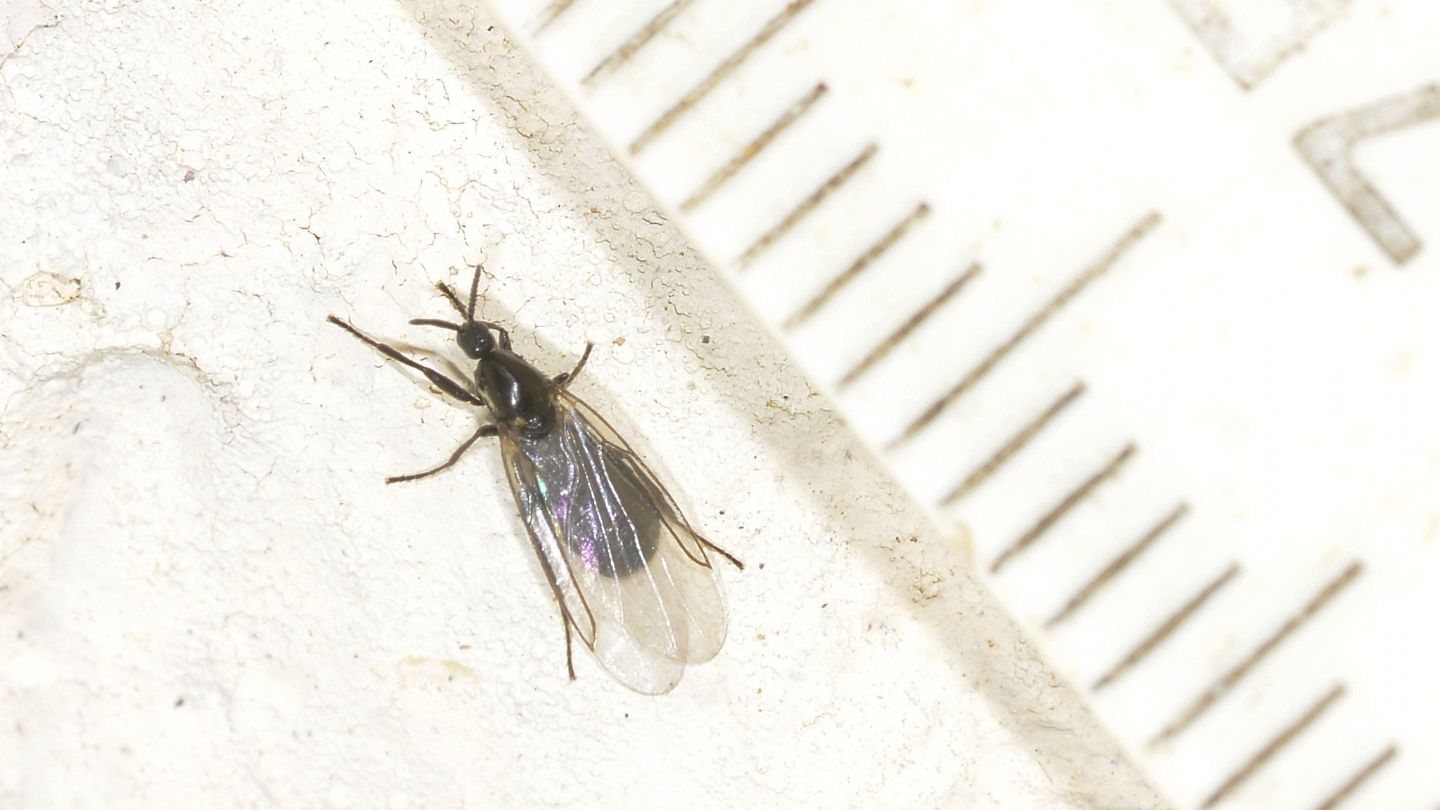 Scatopsidae  ?  S, Scatopse cfr. notata