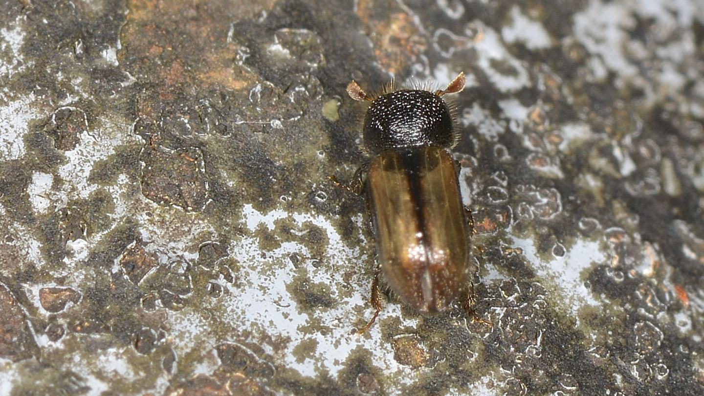Scolytidae: Xyloterus domesticus