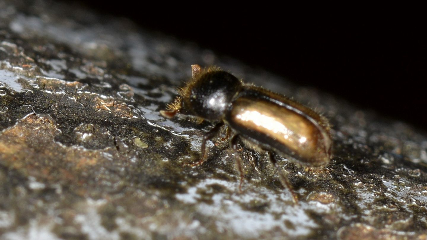 Scolytidae: Xyloterus domesticus