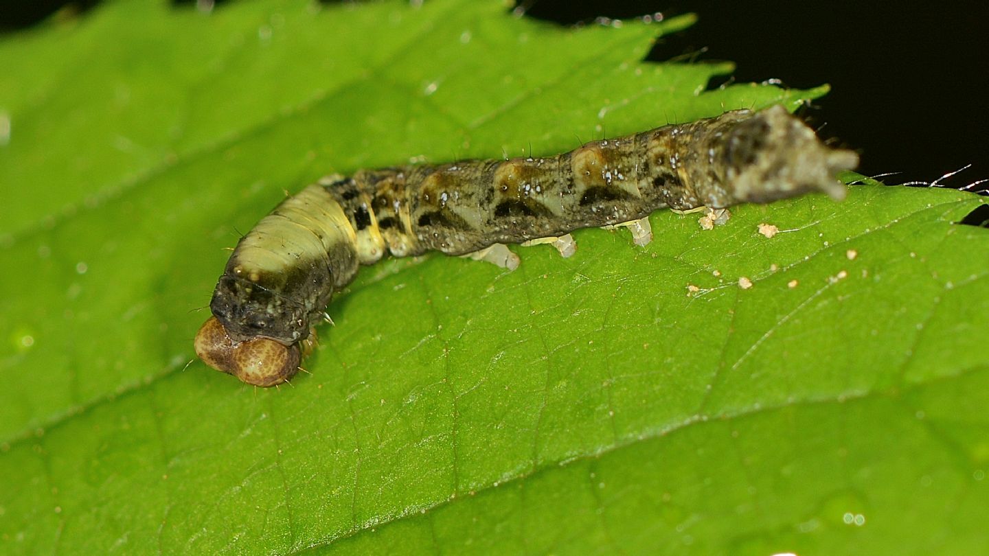 Thyatira batis - Drepanidae