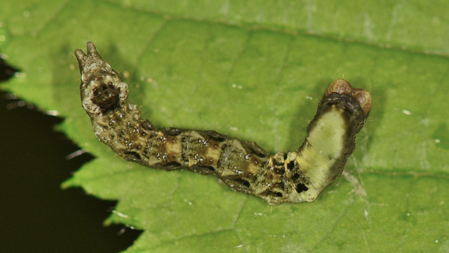 Thyatira batis - Drepanidae