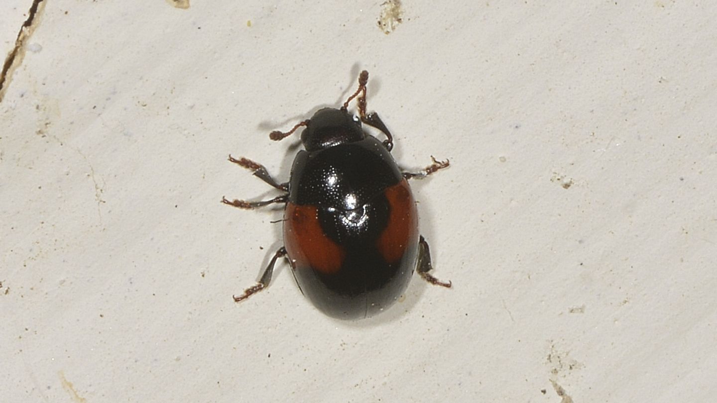 dubbio Coccinellidae: no, Erotylidae: Tritoma bipustulata