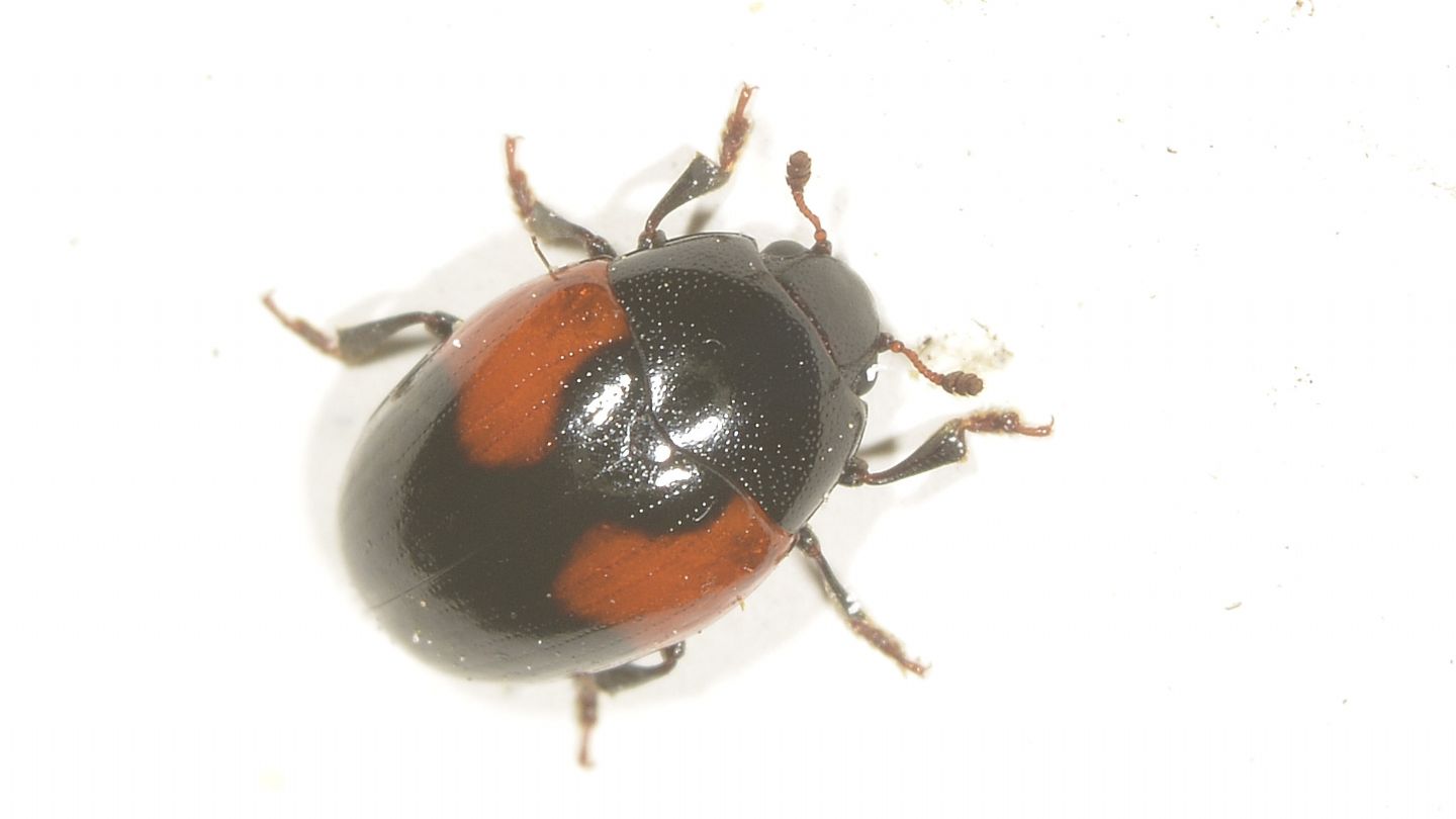 dubbio Coccinellidae: no, Erotylidae: Tritoma bipustulata