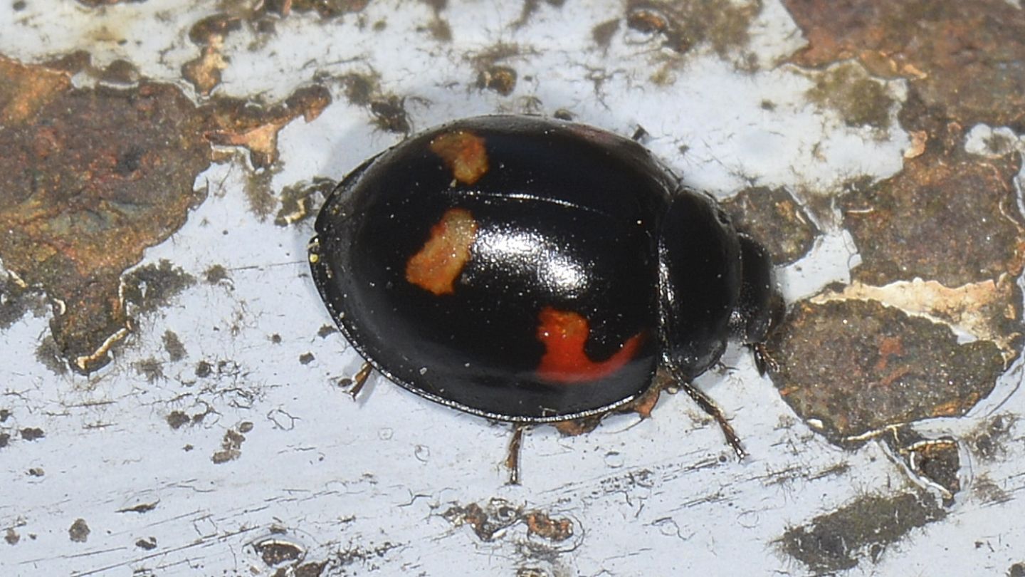 Coccinellidae: Exochomus quadripustulatus
