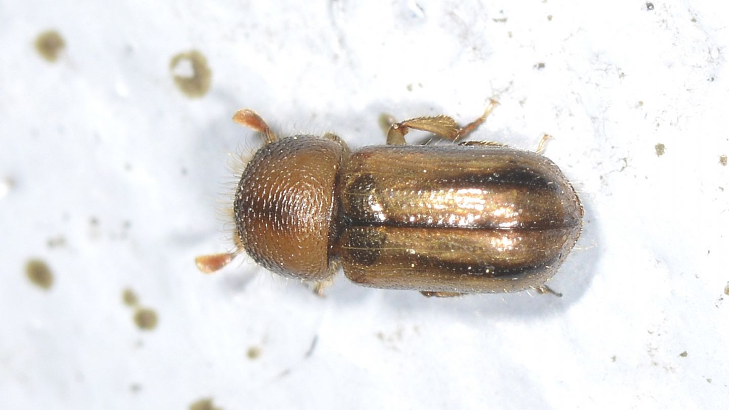 altro Scolytidae: Xyloterus sp.