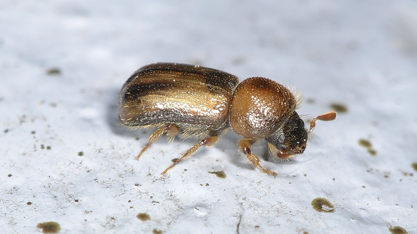 altro Scolytidae: Xyloterus sp.