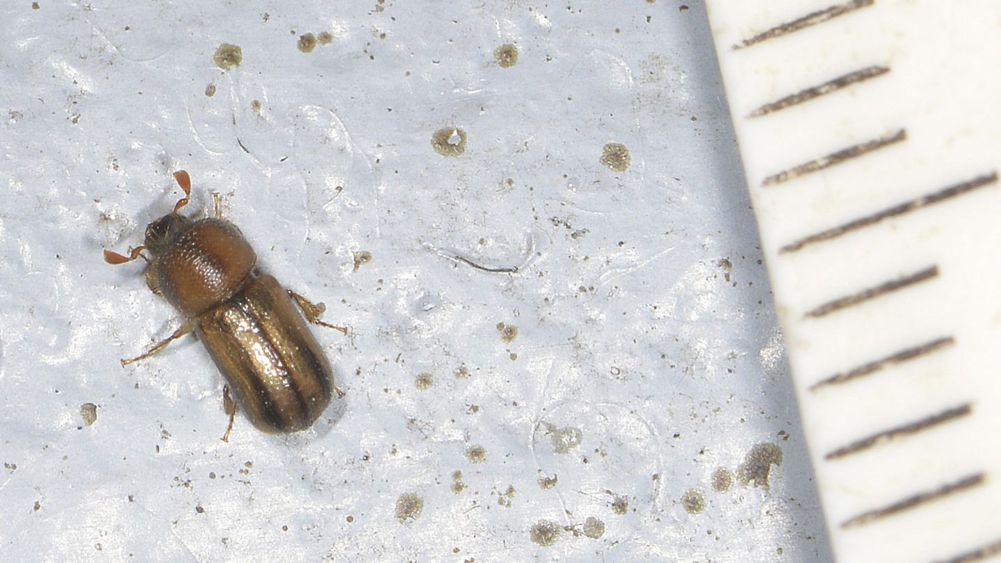 altro Scolytidae: Xyloterus sp.