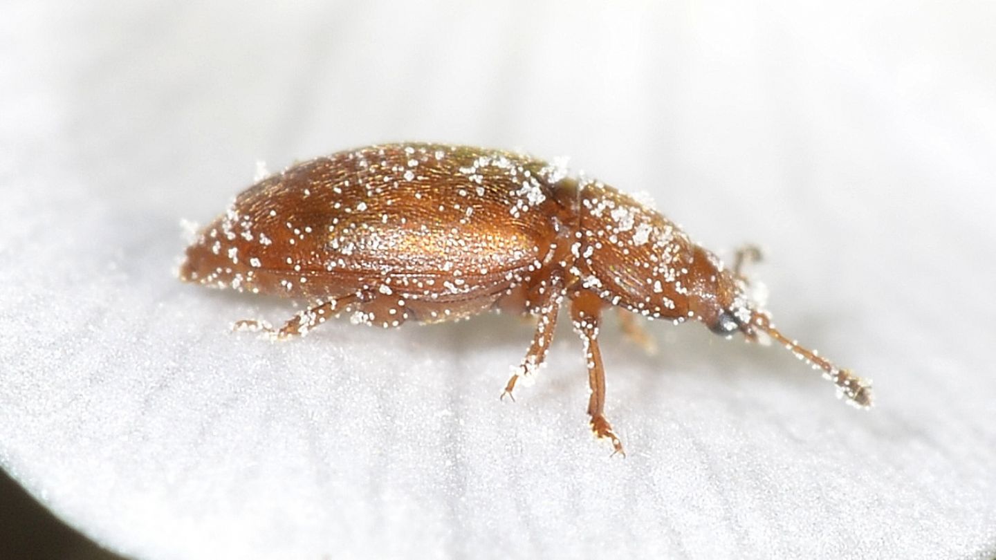 Piccoli su Anemone: Nitidulidae: Epuraea sp.