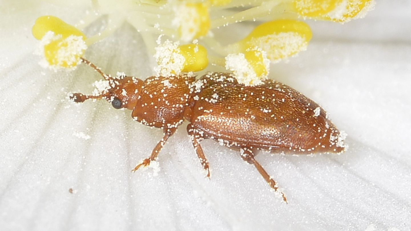 Piccoli su Anemone: Nitidulidae: Epuraea sp.