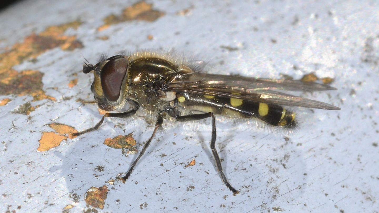 Syrphidae sp.