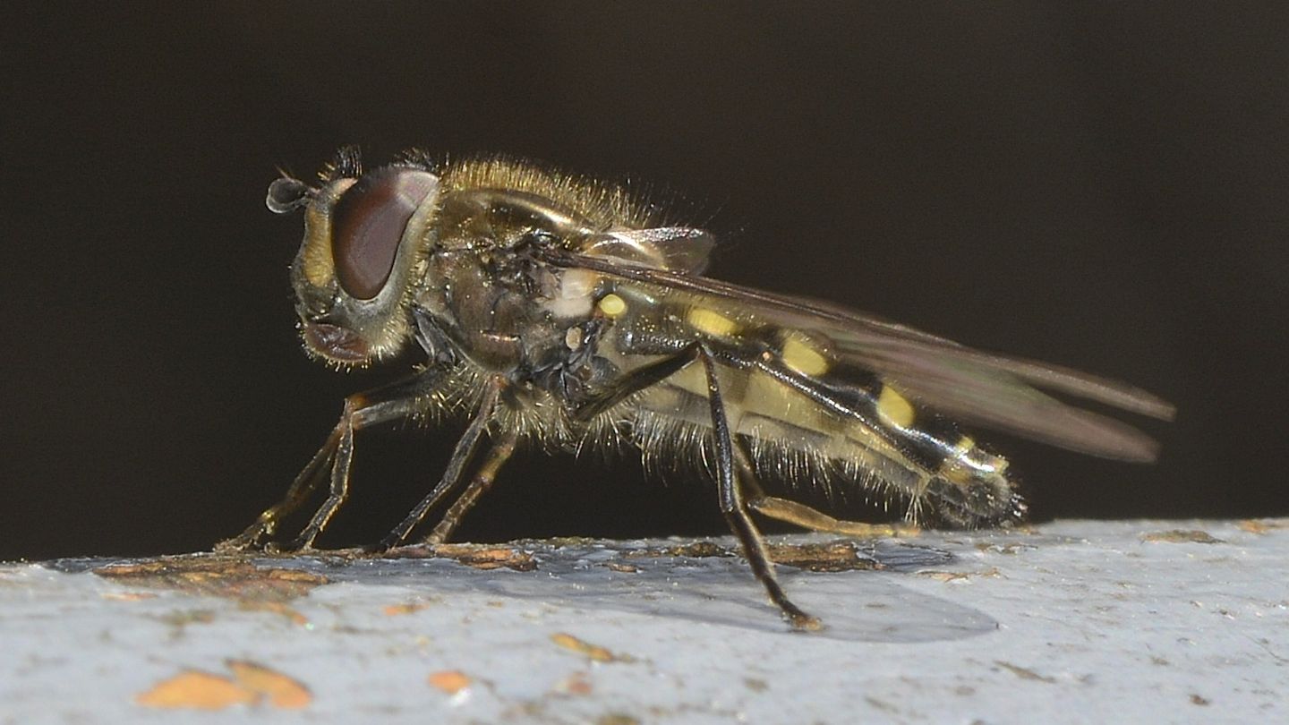 Syrphidae sp.