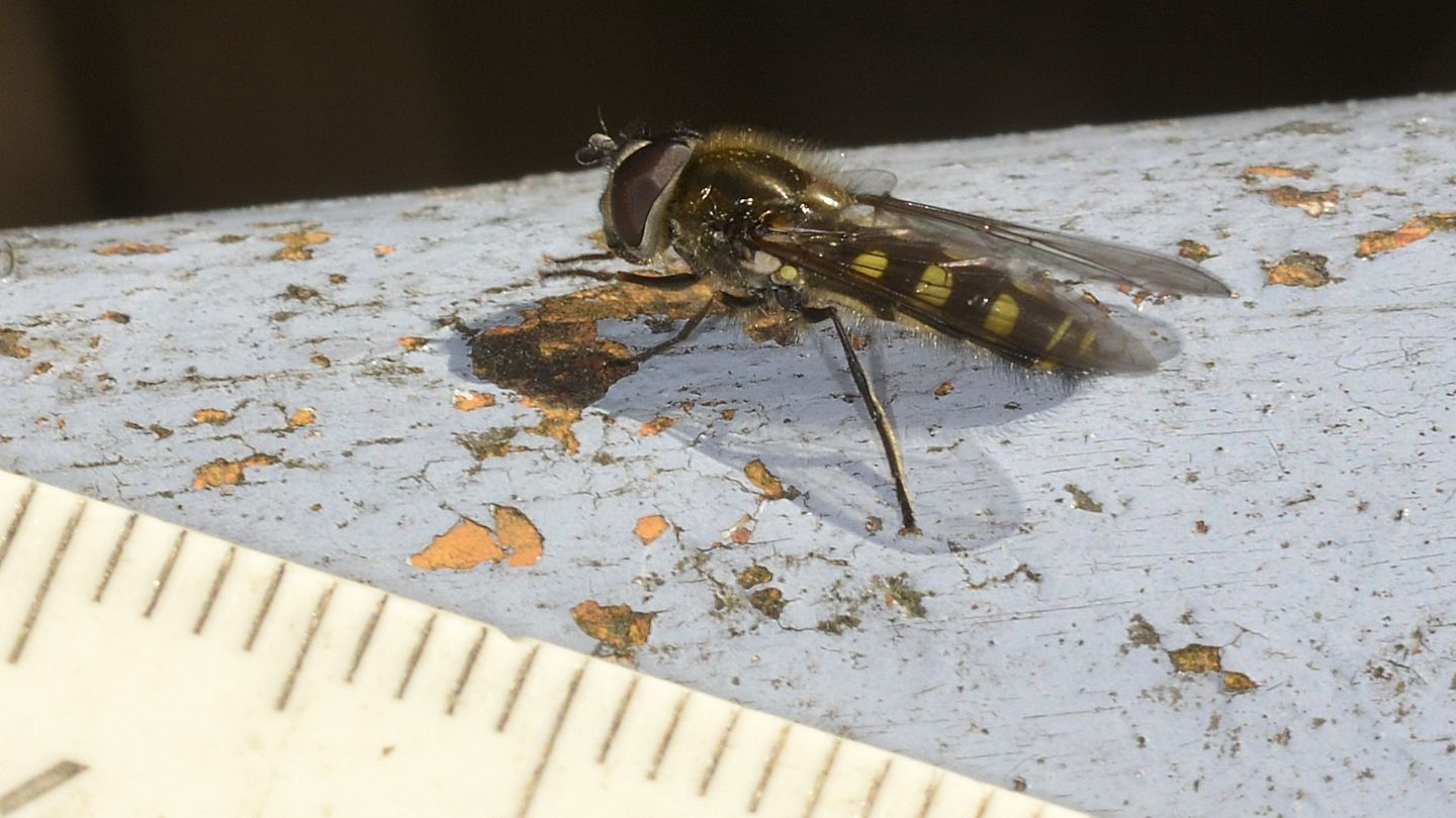 Syrphidae sp.