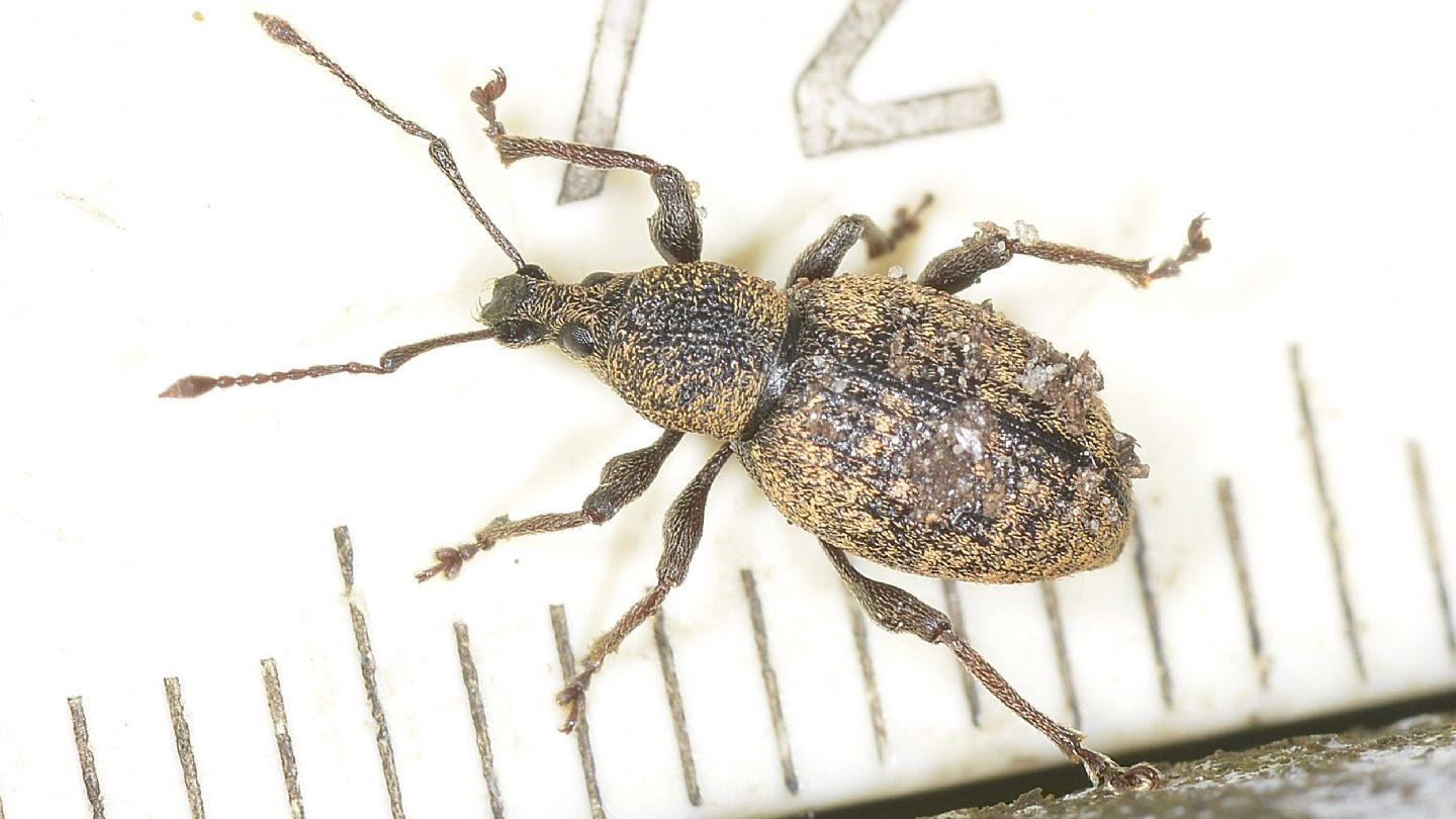 Curculionidae:  Otiorhynchus sp.