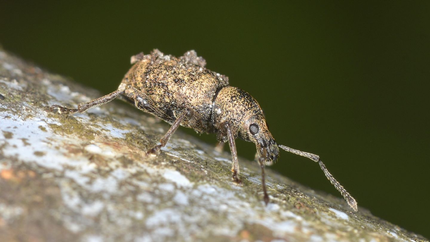 Curculionidae:  Otiorhynchus sp.