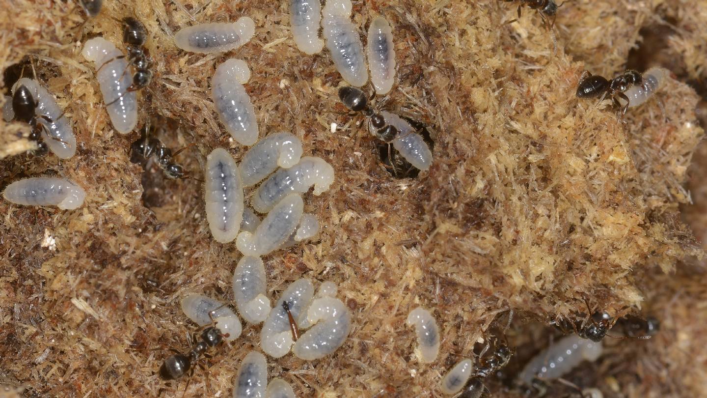 Formicidae: larve di Lasius sp.