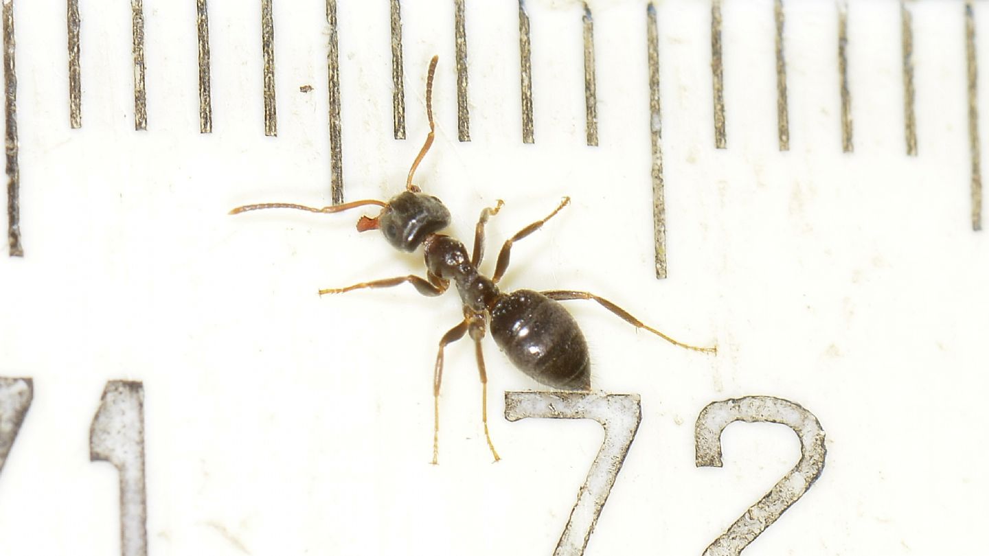 Formicidae: larve di Lasius sp.