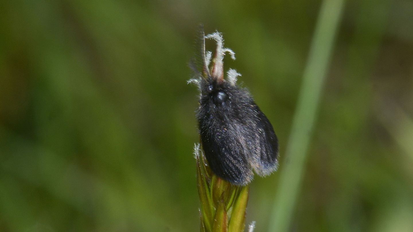Piumino nero: Epichnopterix sp. (Psychidae)