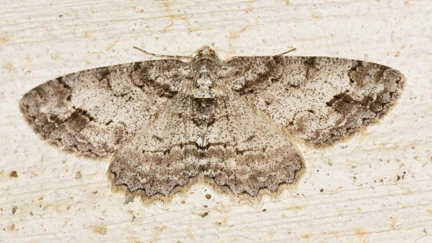 Geometridae: Paradarisa consonaria ?  S