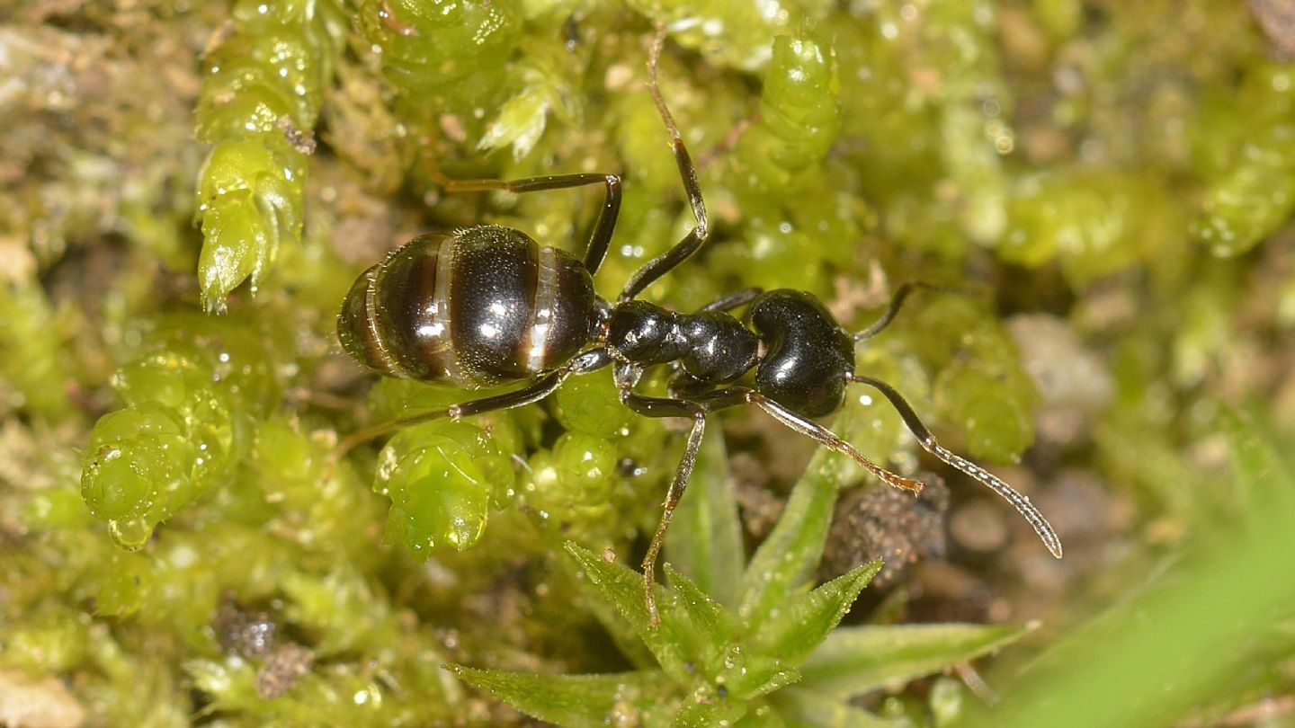 Formicidae: Lasius cfr.  fuliginosus