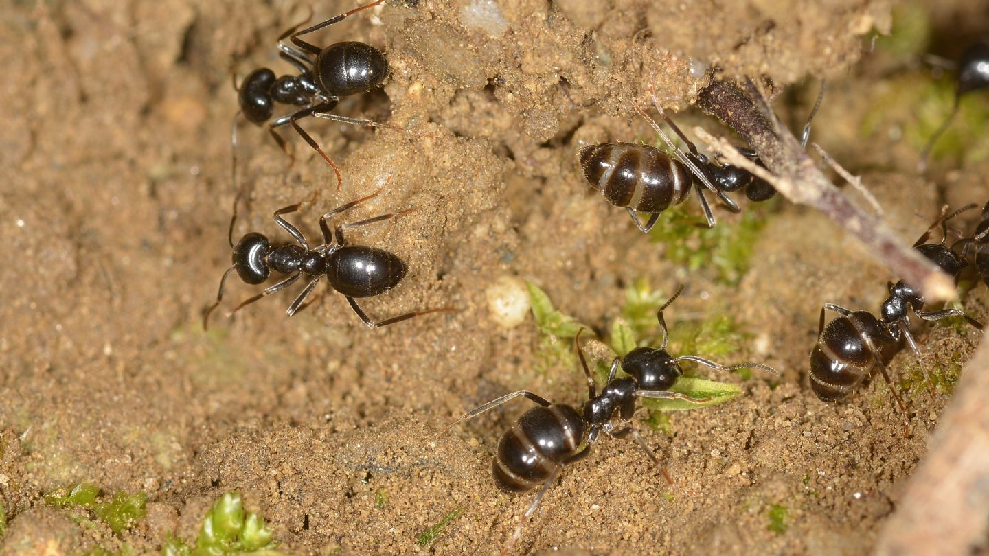 Formicidae: Lasius cfr.  fuliginosus