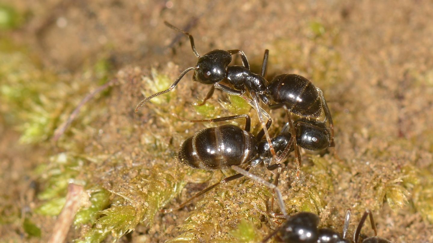 Formicidae: Lasius cfr.  fuliginosus