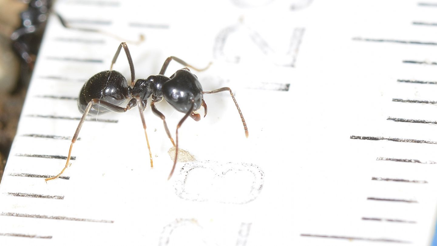 Formicidae: Lasius cfr.  fuliginosus