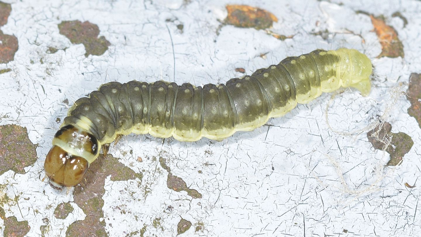 Larva di Ptycholoma lecheana - Tortricidae