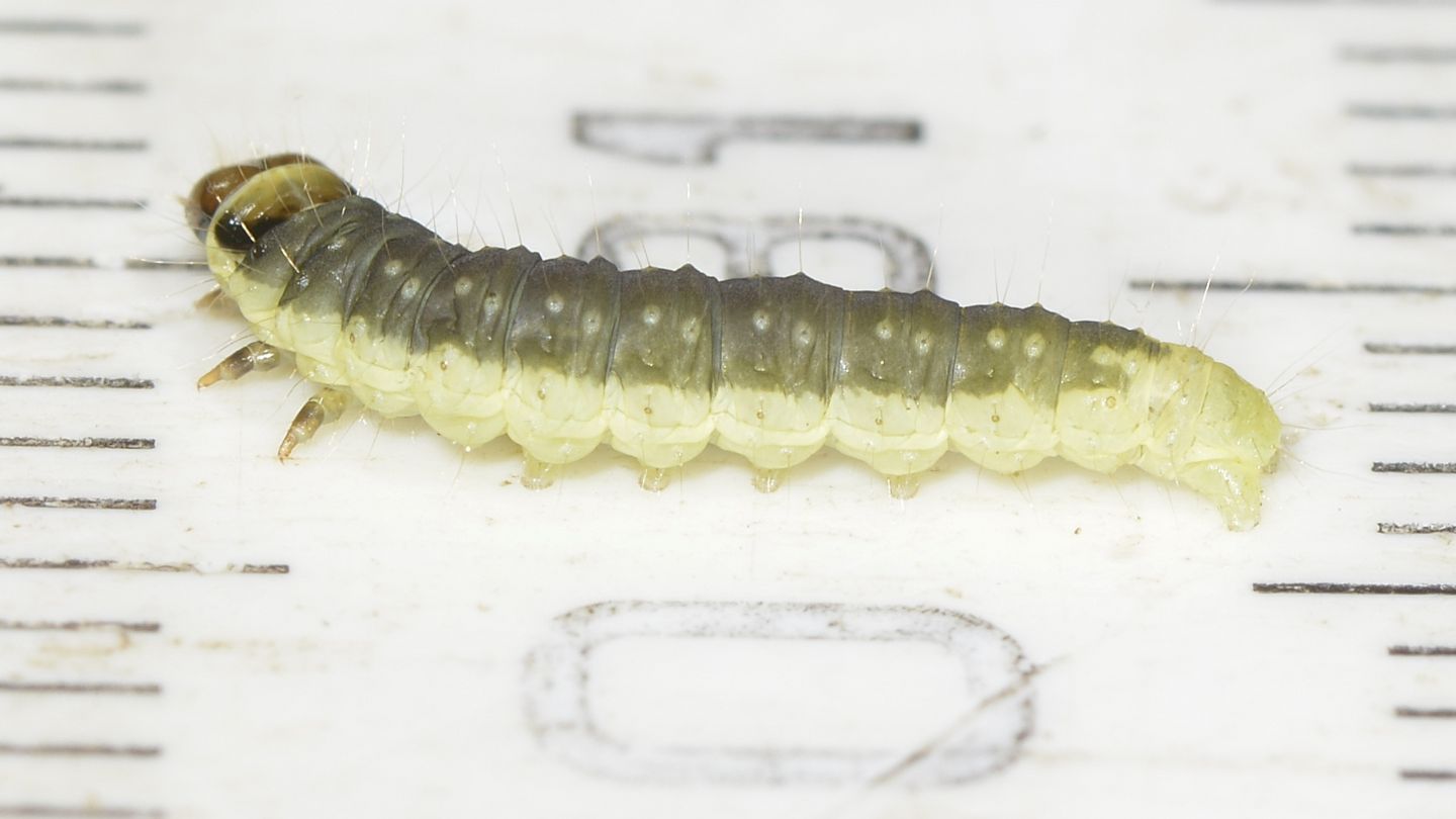 Larva di Ptycholoma lecheana - Tortricidae