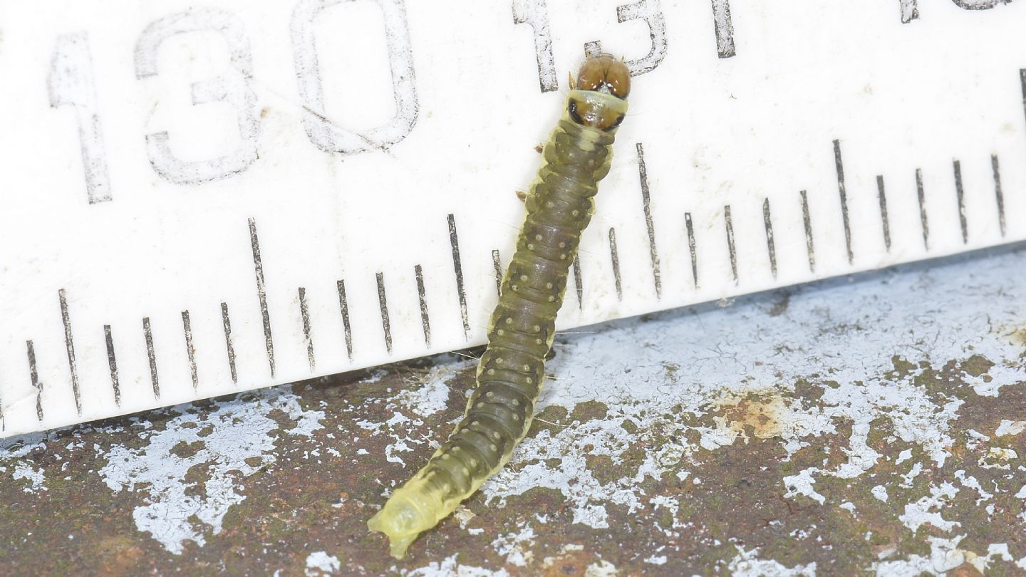 Larva di Ptycholoma lecheana - Tortricidae