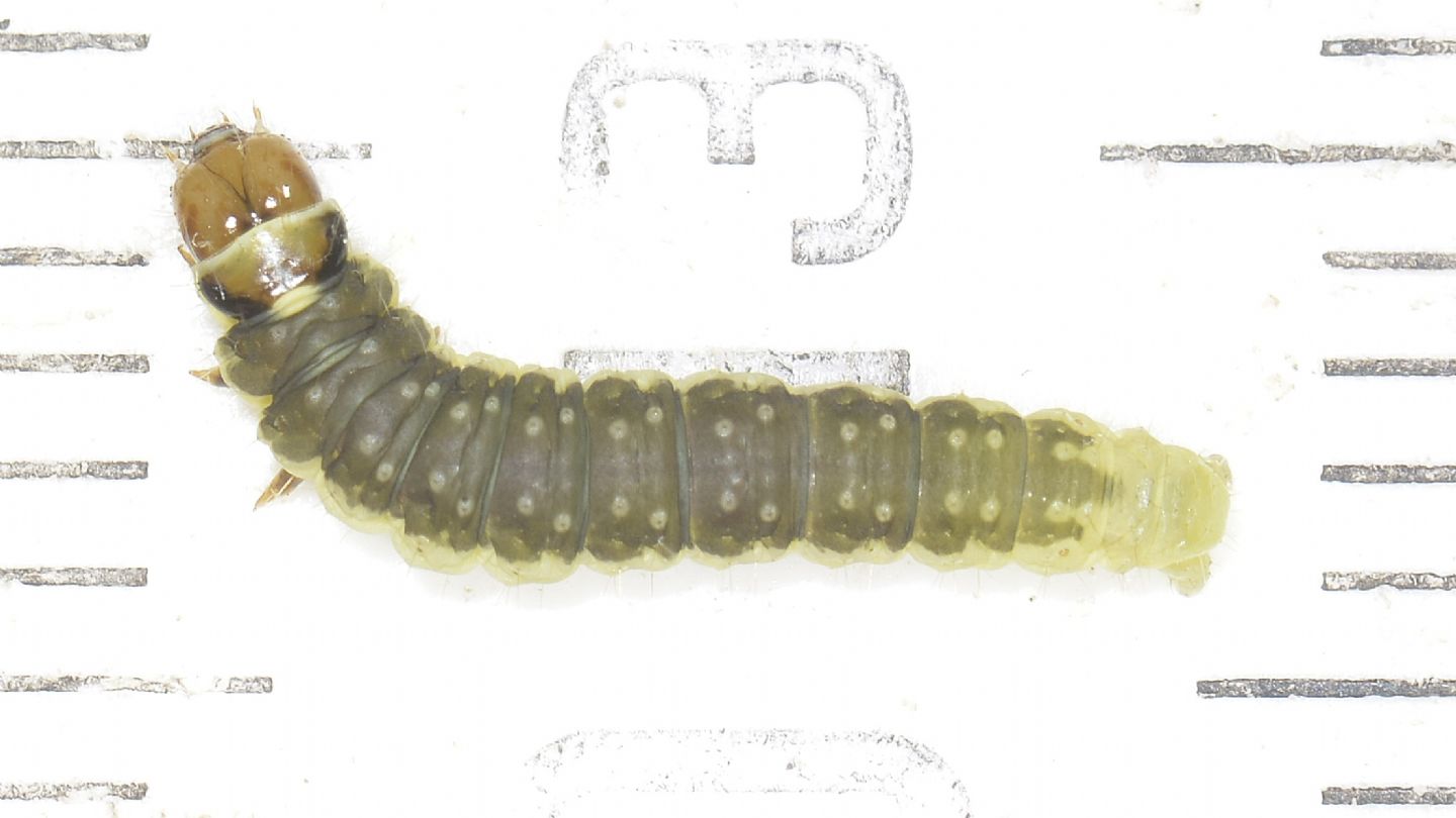Larva di Ptycholoma lecheana - Tortricidae