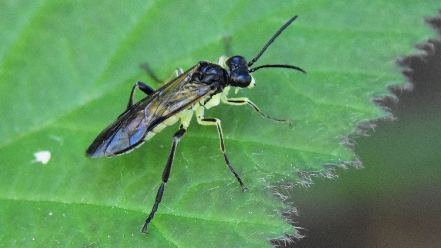 Tenthredinidae: Tenthredo sp.(temula ?)