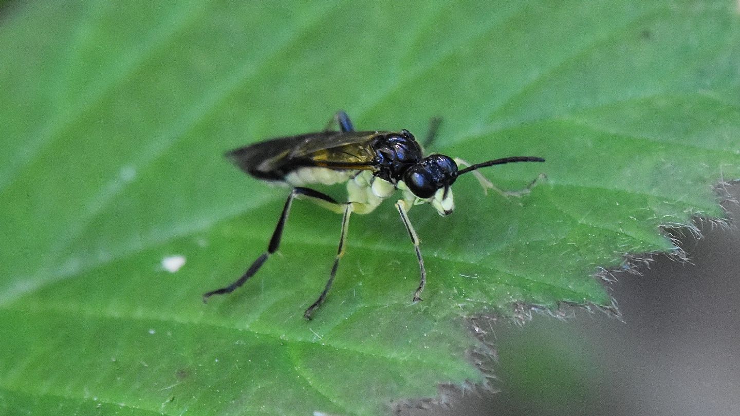 Tenthredinidae: Tenthredo sp.(temula ?)