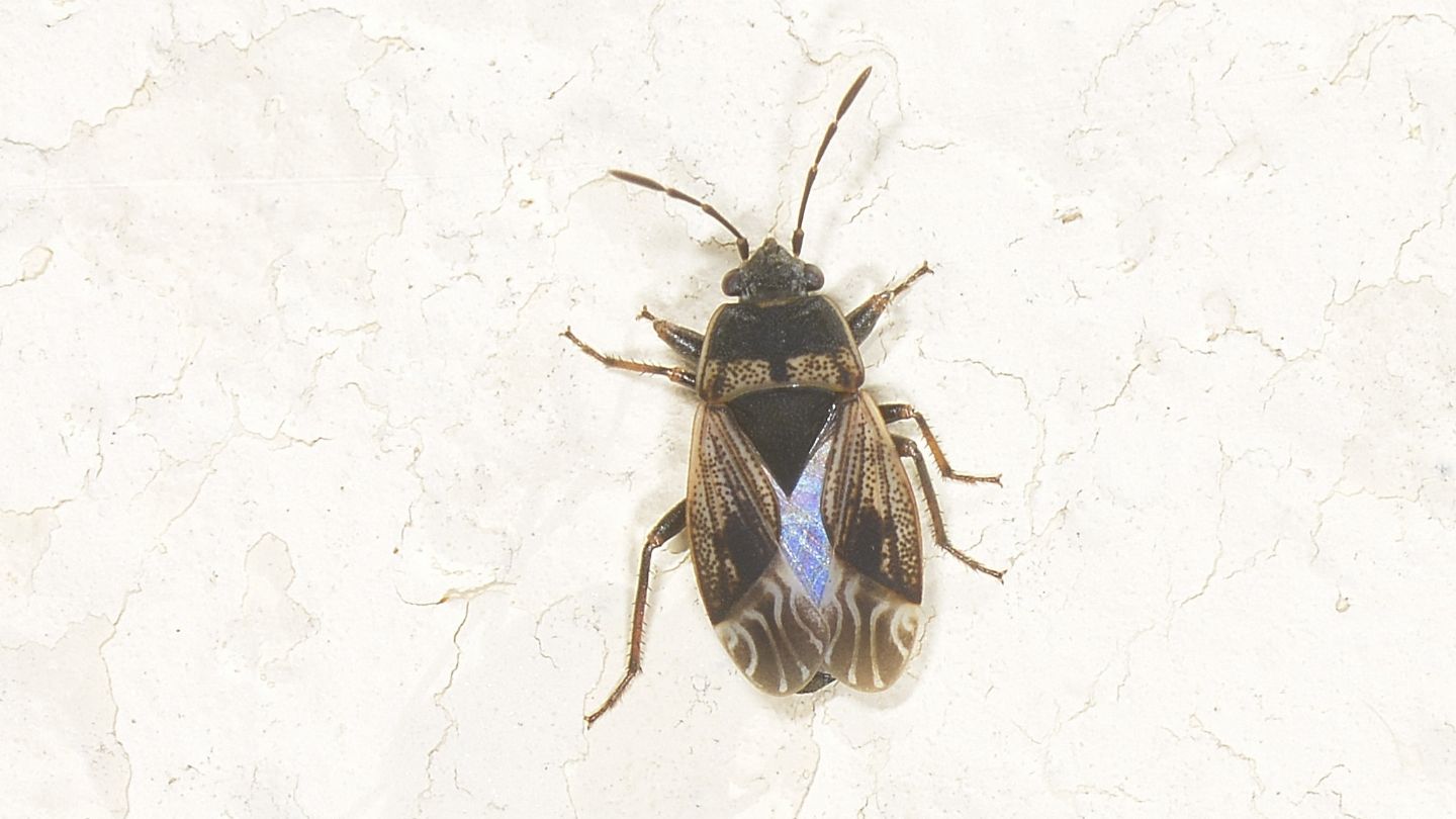 Lygaeidae: Trapezonotus dispar (cf.)