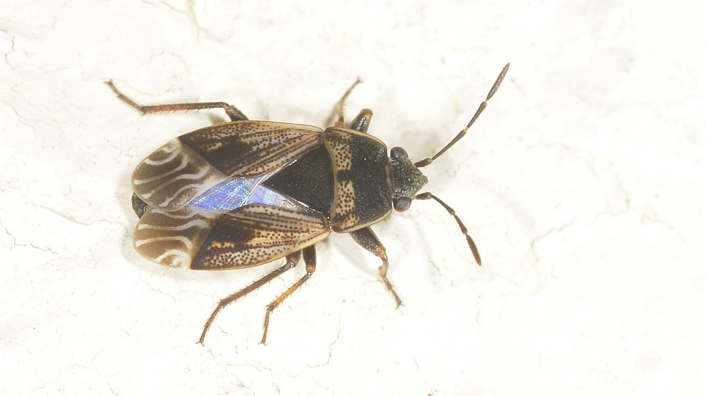 Lygaeidae: Trapezonotus dispar (cf.)