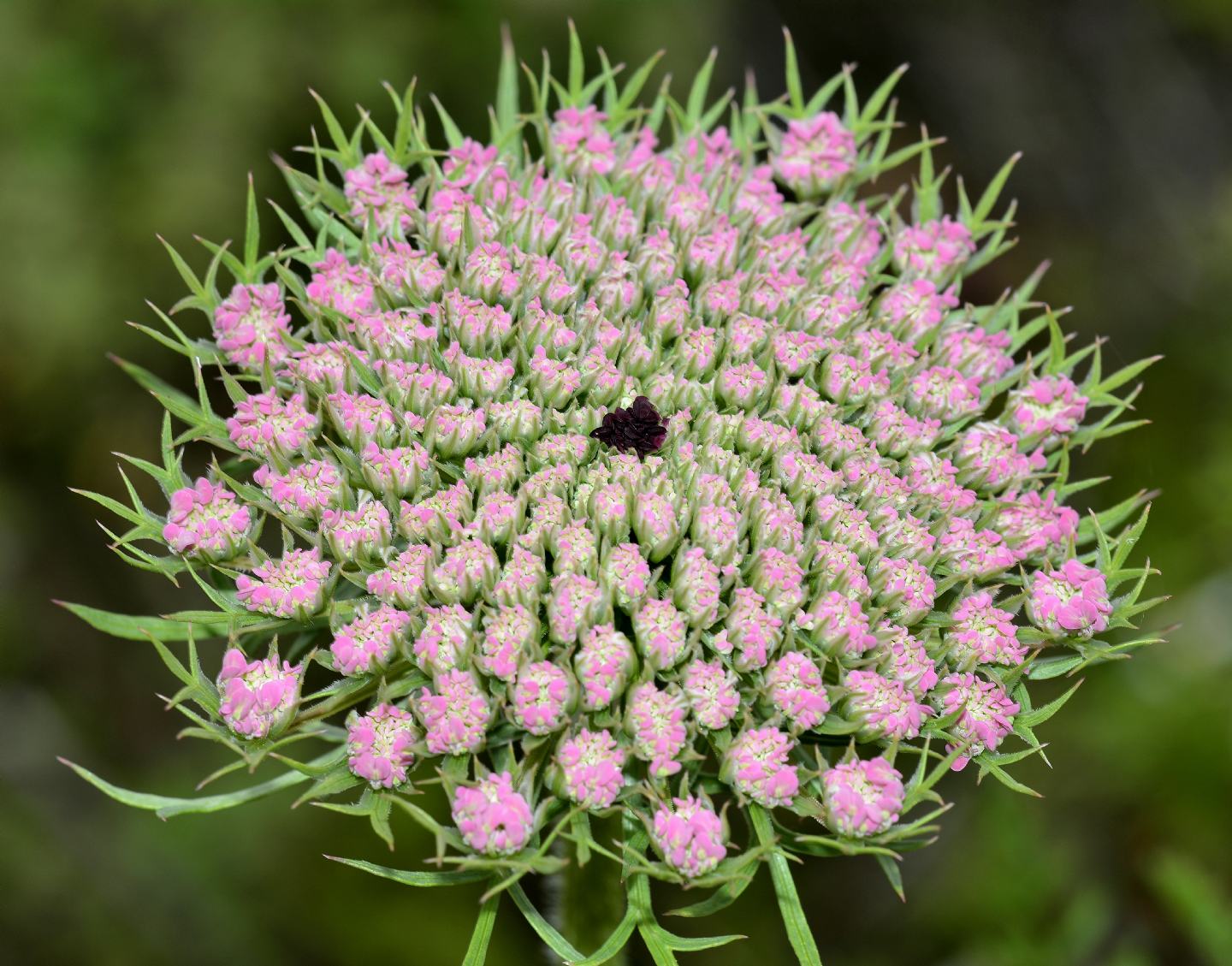 Daucus ?  S, Daucus carota s.l.