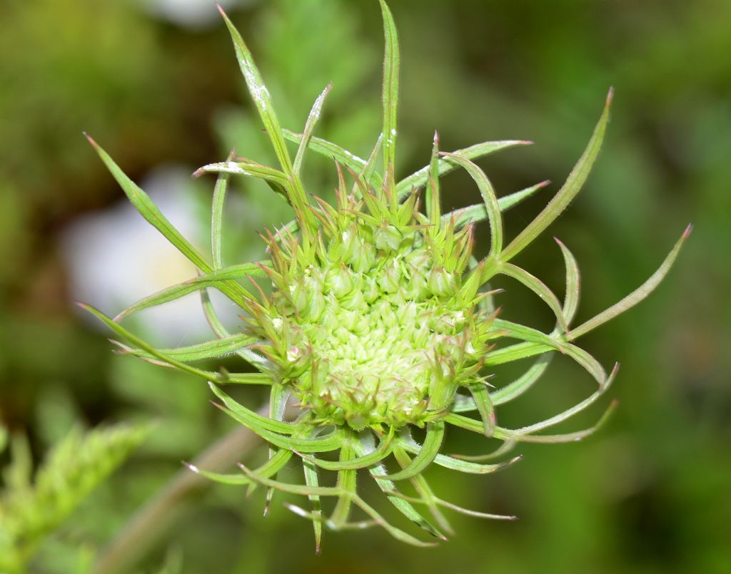 Daucus ?  S, Daucus carota s.l.