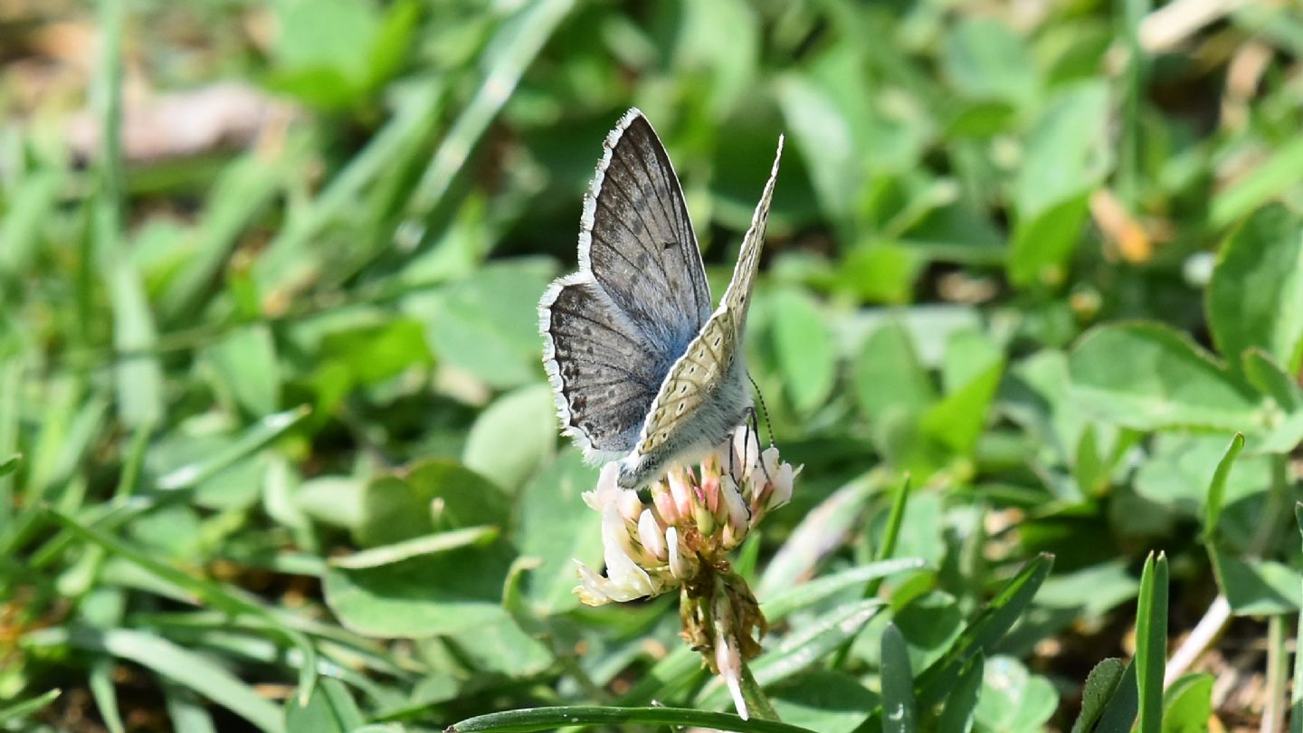 Lycaenidae: Lysandra coridon