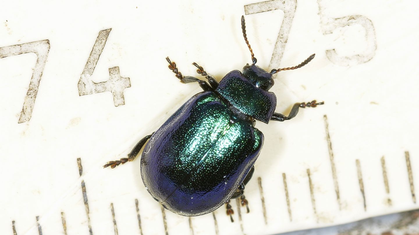 Chrysomelidae: Plagiosterna (= Linaeidea) aenea