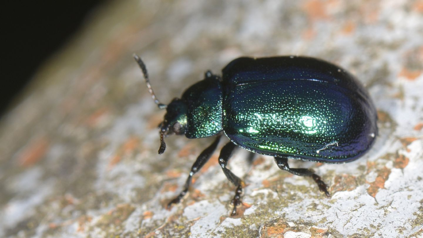 Chrysomelidae: Plagiosterna (= Linaeidea) aenea