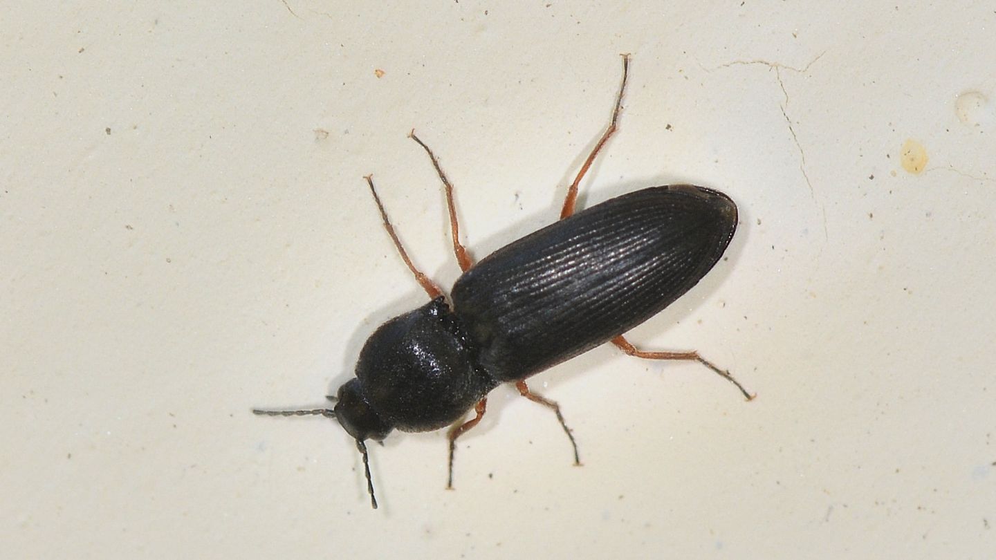 Elateridae: Cardiophorus goezei (= rufipes)