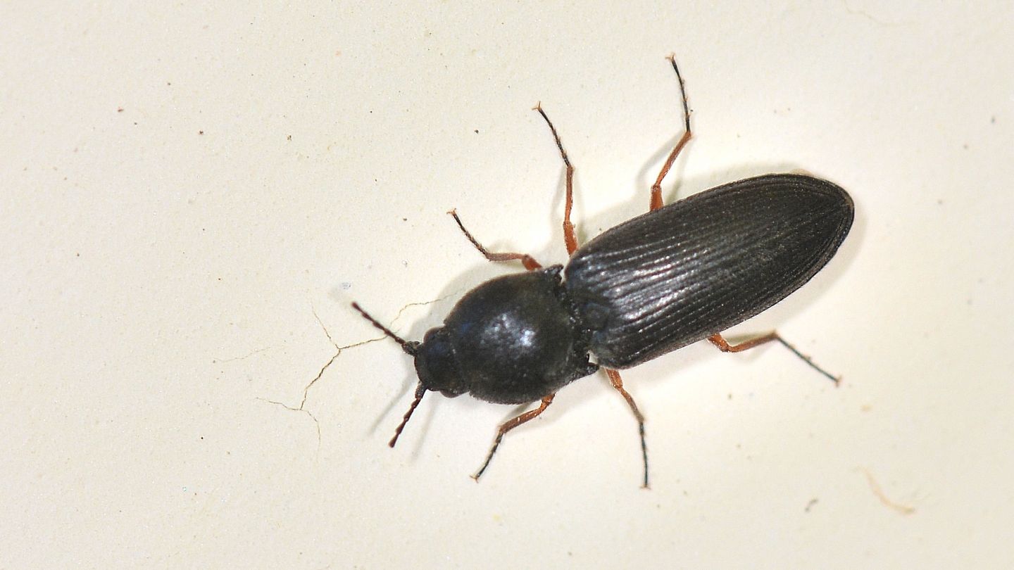 Elateridae: Cardiophorus goezei (= rufipes)