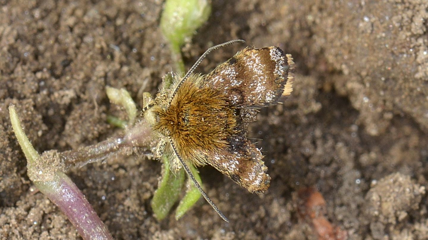 Strana piccola: Panemeria tenebrata - Noctuidae