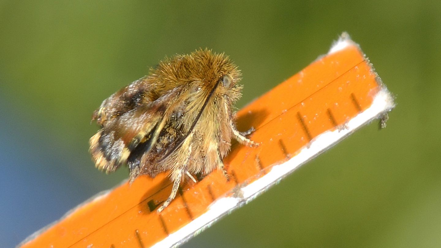 Strana piccola: Panemeria tenebrata - Noctuidae