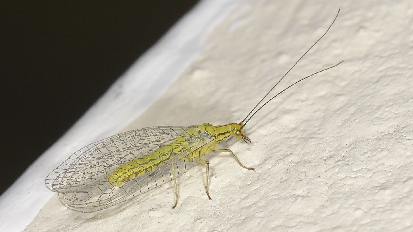 Chrysopidae: Hypochrysa elegans